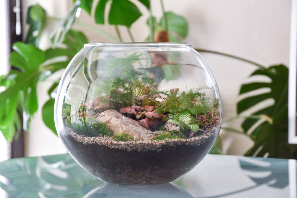 Kaj je rastlinski terarij?