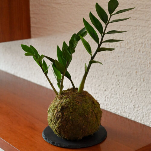Kokedama Zamija
