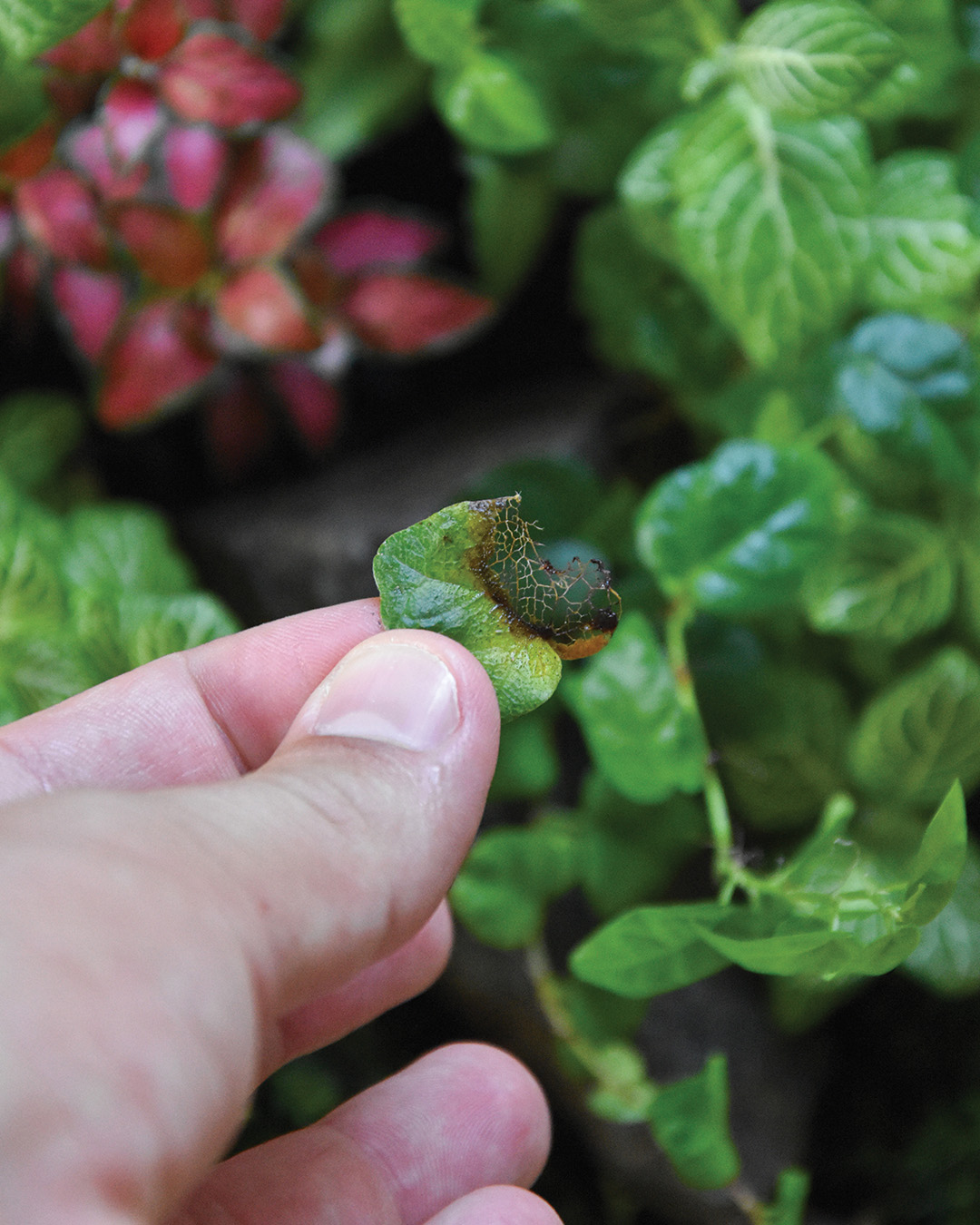 Čistilci rastlinskih terarijev