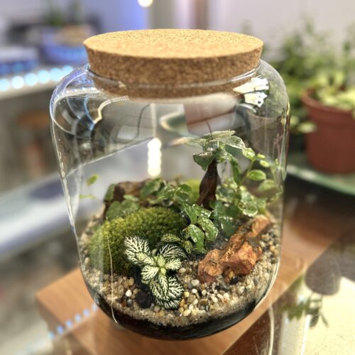 Delavnica rastlinskih terarijev Džungla Plants