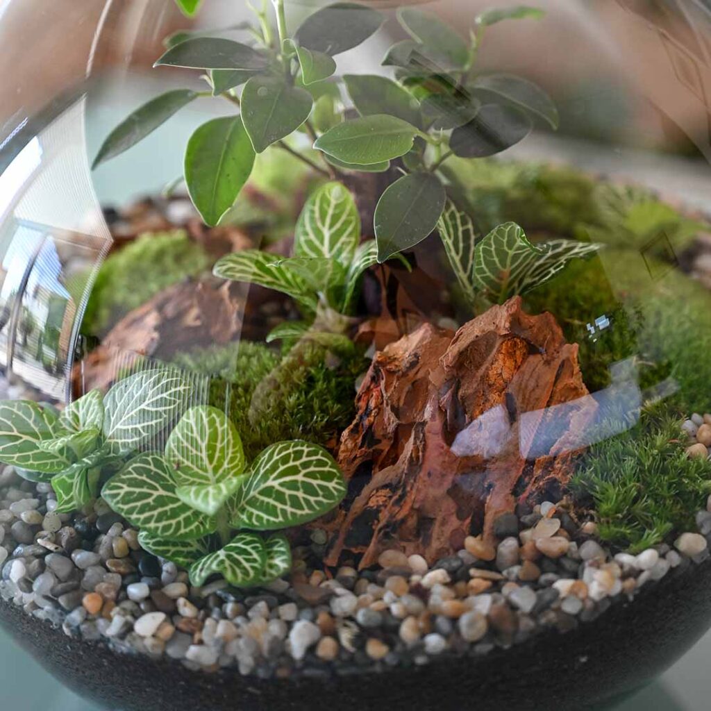 Rastlinski terarij BUCKO