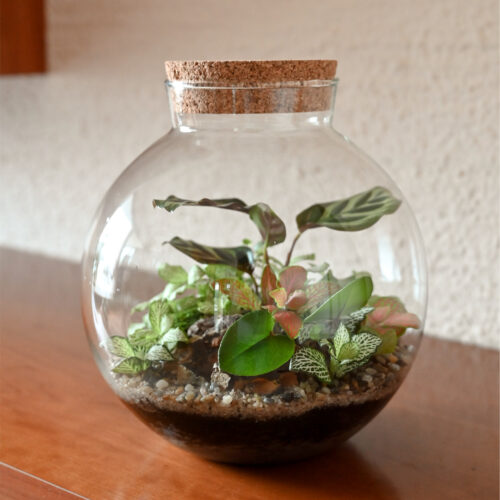 Rastlinski terarij BUCKO