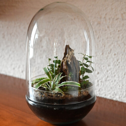 Rastlinski terarij KUPOLA