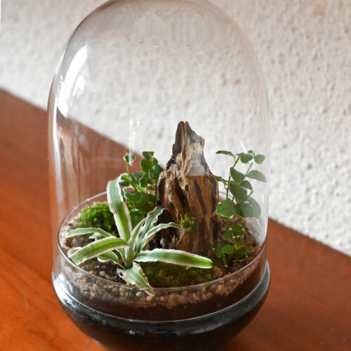 Rastlinski terarij KUPOLA