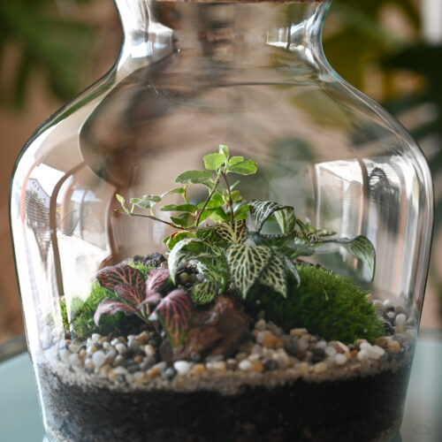Rastlinski terarij Atlas