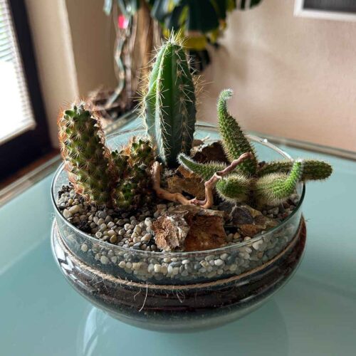 Rastlinski kaktarij Bodičnik