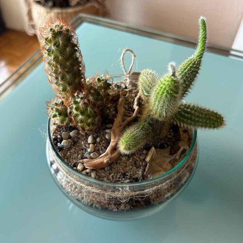 Rastlinski kaktarij Oaza