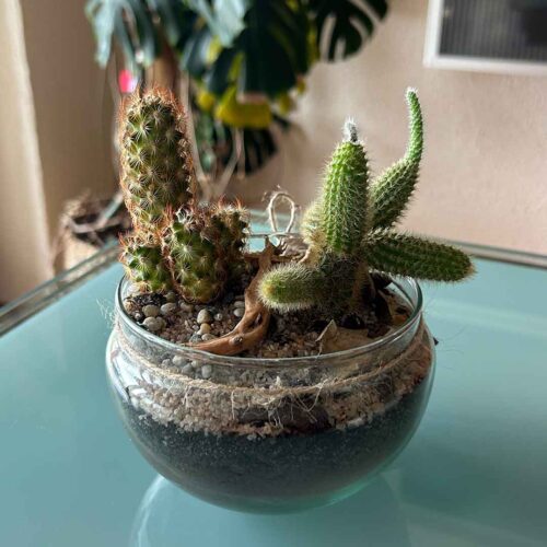 Rastlinski kaktarij Oaza