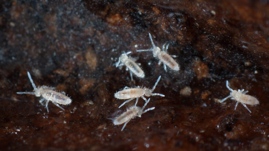 Skakači a.k.a. Springtails