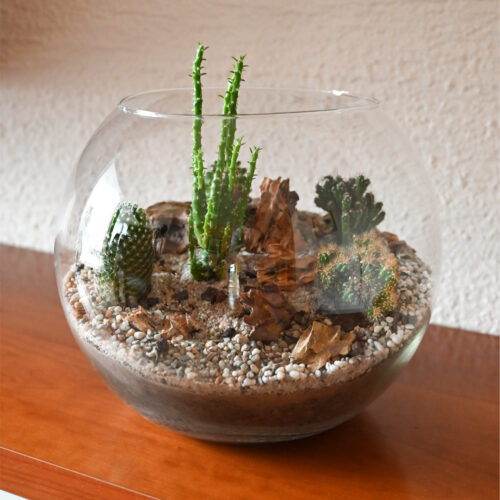 Rastlinski Kaktarij BUcko