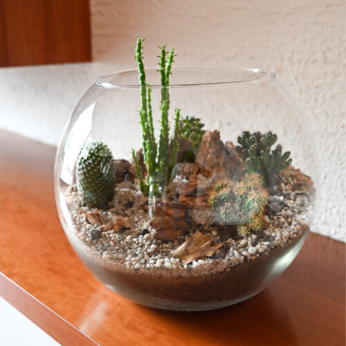 Rastlinski Kaktarij BUcko