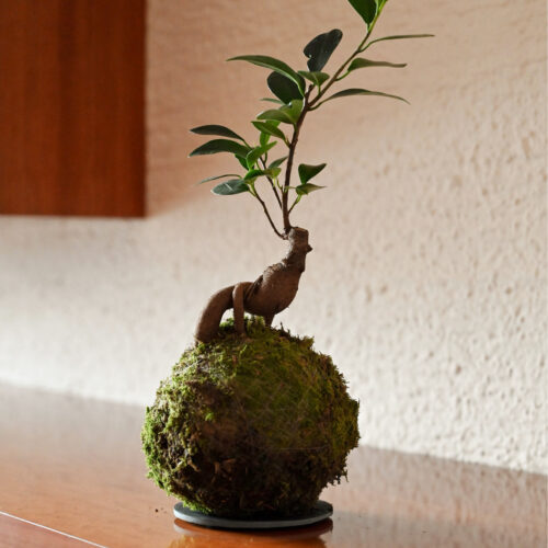 Kokedama Ginseng Bonsai