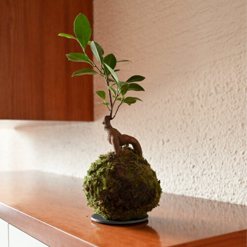 Kokedama Ginseng Bonsai