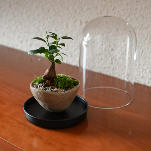 Rastlinski Nasad Bonsai