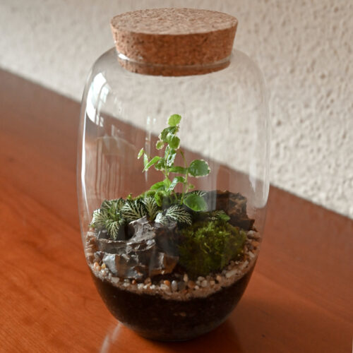 Rastlinski terarij AMFORA