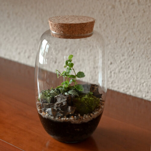 Rastlinski terarij AMFORA