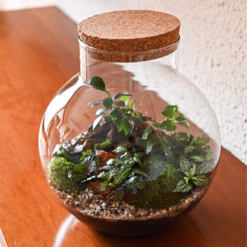 Rastlinski Terarij BUCKO XL