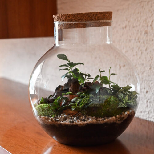 Rastlinski Terarij BUCKO XL