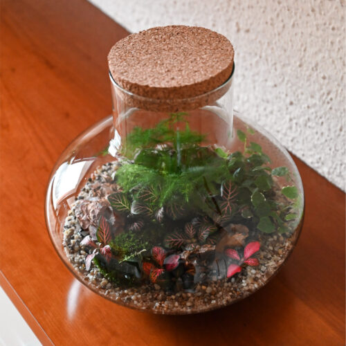 Rastlinski terarij Elio