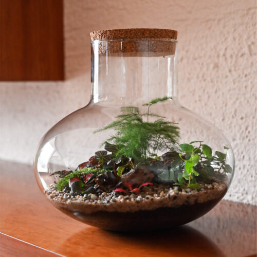 Rastlinski terarij Elio