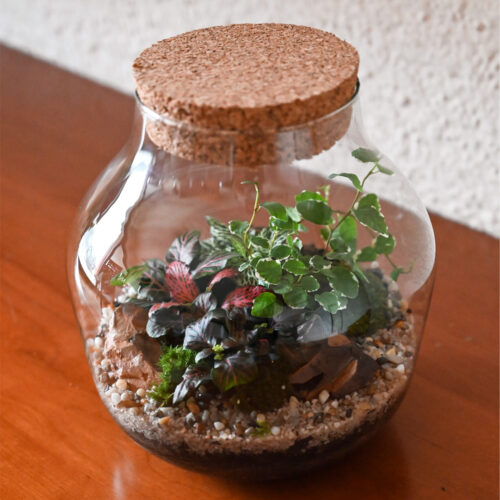 Rastlinski terarij LUNA