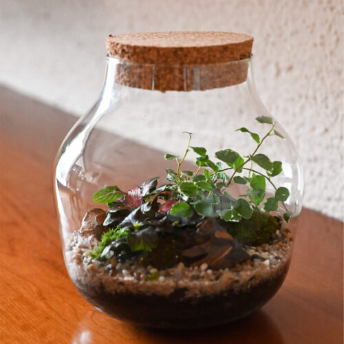 Rastlinski terarij LUNA