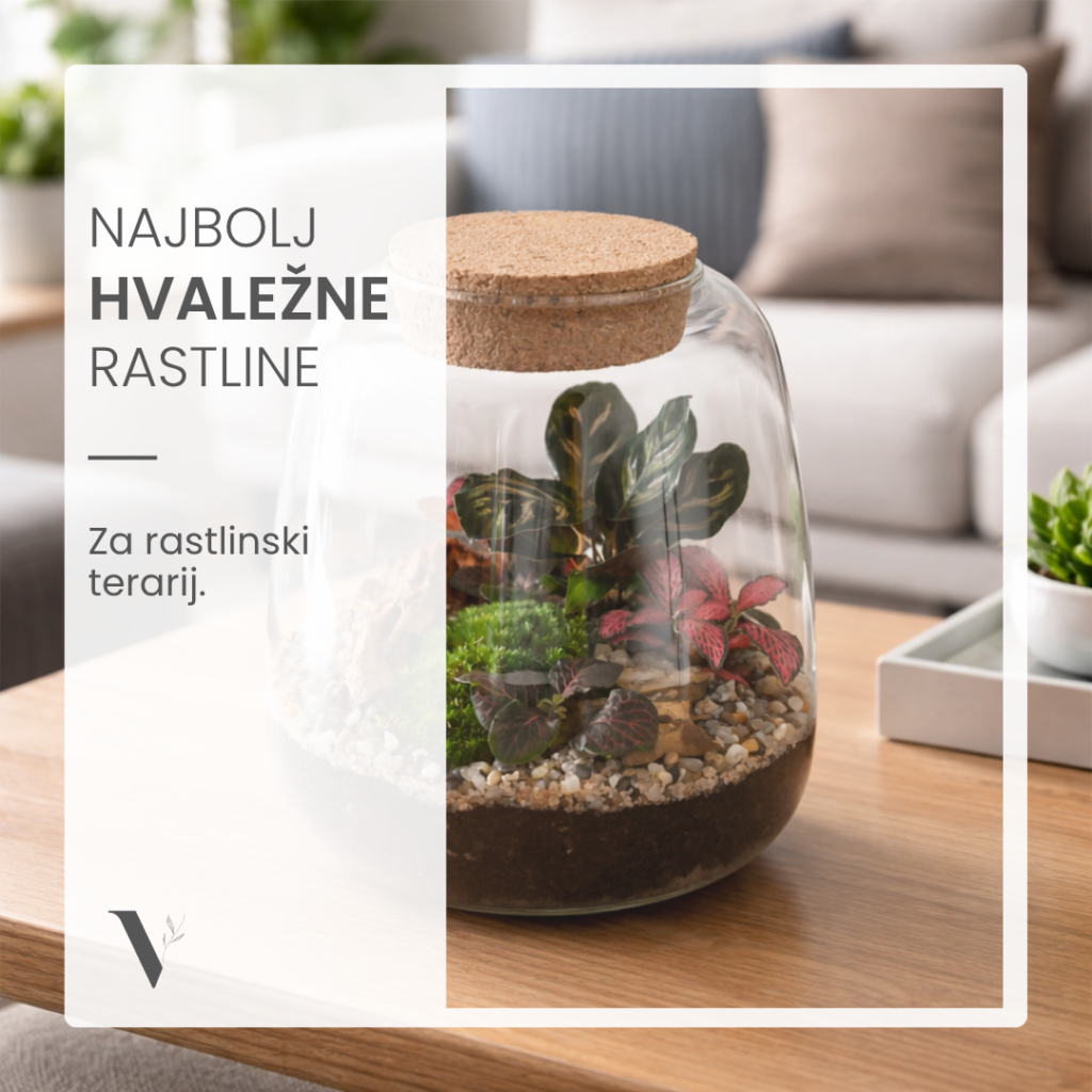 Najbolj hvaležne rastline za rastlinski terarij