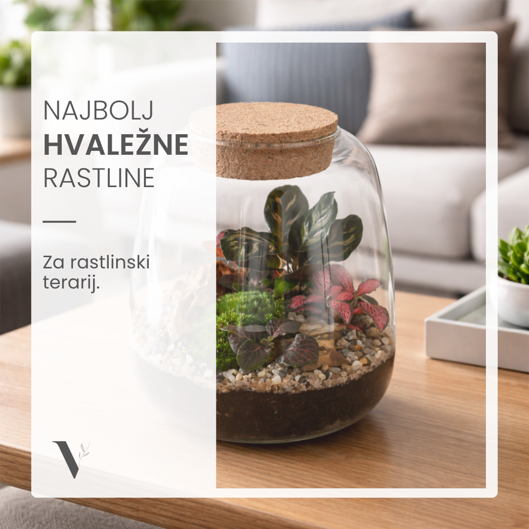 Najbolj hvaležne rastline za rastlinski terarij