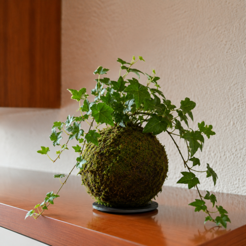 Kokedama Bršljan