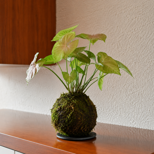 Kokedama Syngonium